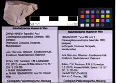 Foto (Objekt + Etiketten) von Cracensigillatus acutirostrus (Moericke, 1889) (NHMW-GEO-1990-0041-0320)